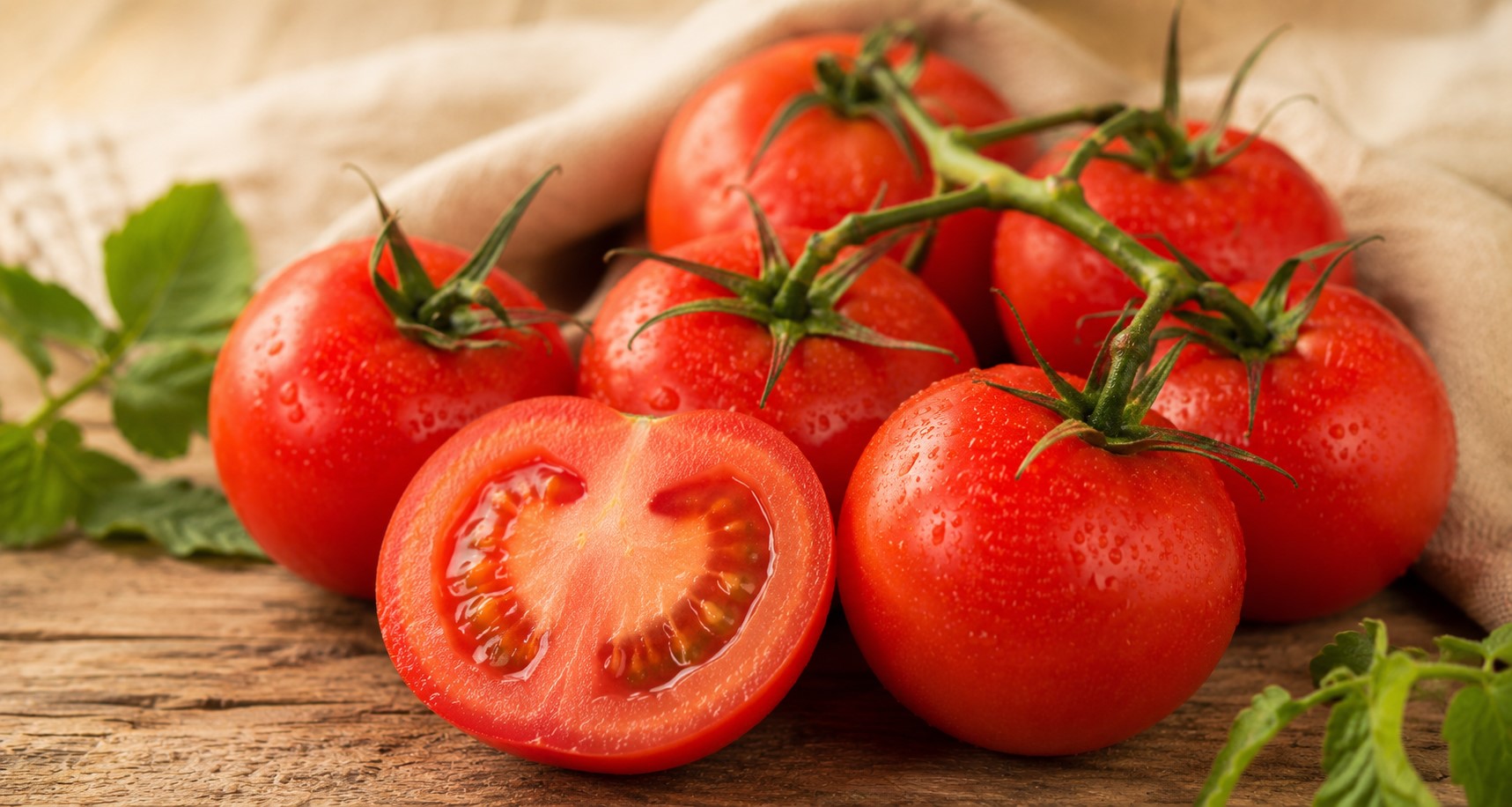 Tomates maduros frescos sobre la planta